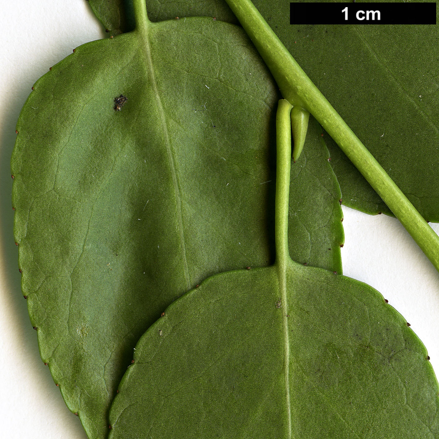 High resolution image: Family: Symplocaceae - Genus: Symplocos - Taxon: myrtacea